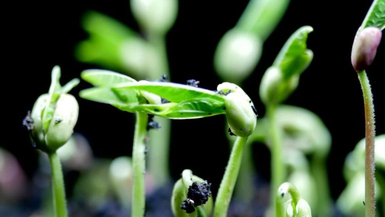 The Enchanting World of Staģes: Nature’s Diverse Beauties The Enchanting World of Staģes: Nature's Diverse Beauties