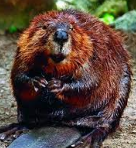 Unique Features of the American Beavers (castor Canadensis)