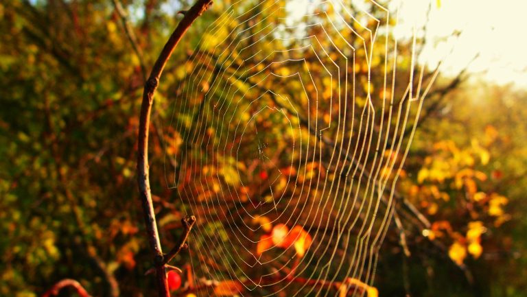 Lesy ad Spiderweb: A Journey into Slavic Forest Lore and Natural Harmony Lesy ad Spiderweb