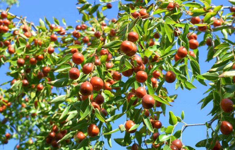 What is Žižole? A Deep Dive into the Fruit Known as Jujube What is Žižole?